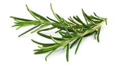  - Rosmarin