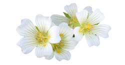  - Wiesenschaumkrautl